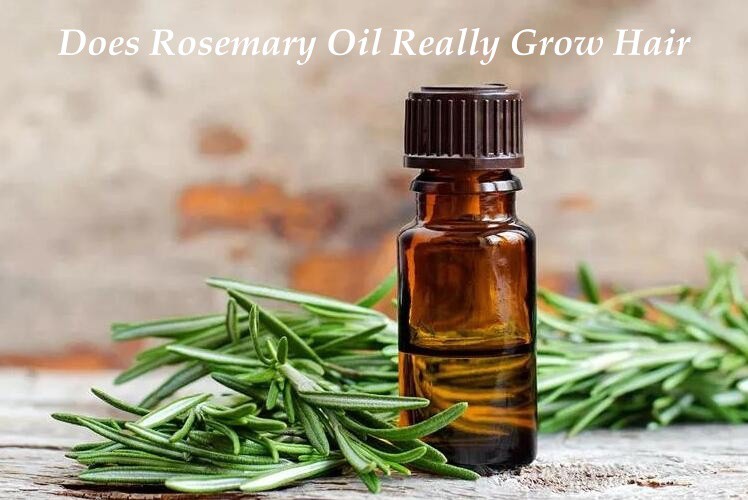 Does Rosemary Oil Really Grow Hair Does Rosemary Oil Really Grow Hair